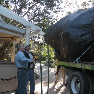 2012 Meadow Oaks Planting, Berylwood Tree Farms
