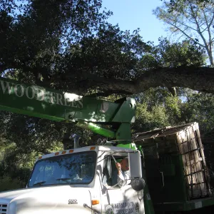 2012 Meadow Oaks Planting, Berylwood Tree Farms