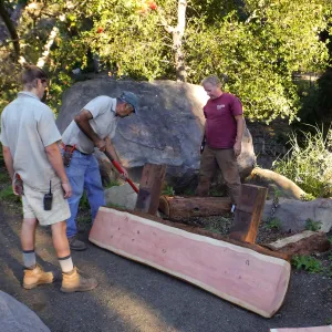 Installation of the Bobbie Jones bench, made from the giant sequoia removed from the Arroyo Section