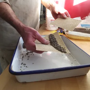 Meadow Restoration year 2, scarifying lupine seeds (sequence frame)