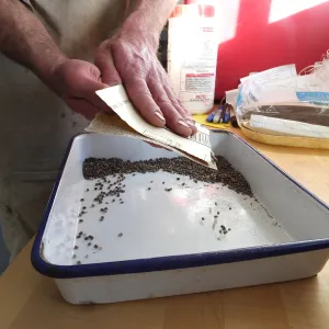 Meadow Restoration year 2, scarifying lupine seeds (sequence frame)