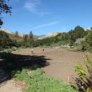 Meadow Restoration Project, Year 2, Raking in Lupine Seed