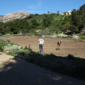 Meadow Restoration Project, Year 2, Wildflower Seed Sowing and Raking in Lupine Seed