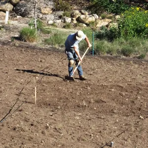 Meadow Restoration Project, Year 2, Raking in Lupine Seed