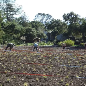 Meadow Restoration Project, Year 2, Raking in Lupine Seed