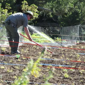 Meadow Restoration Project, Year 2, Raking in Lupine Seed