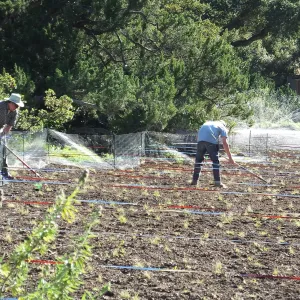 Meadow Restoration Project, Year 2, Raking in Lupine Seed