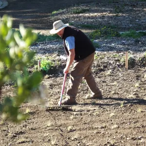 Meadow Restoration Project, Year 2, Raking in Lupine Seed