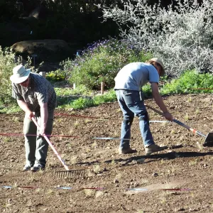 Meadow Restoration Project, Year 2, Raking in Lupine Seed