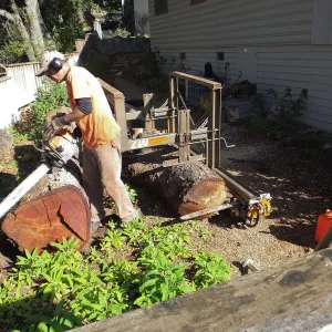 Trunk of former Cottage Oak (Coastal Live Oak) being milled into slabs by Ed Smith of Local Wood
