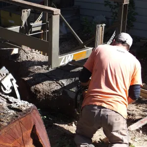 Trunk of former Cottage Oak (Coastal Live Oak) being milled into slabs by Ed Smith of Local Wood