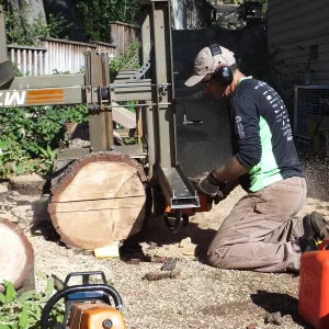 Trunk of former Cottage Oak (Coastal Live Oak) being milled into slabs by Ed Smith of Local Wood