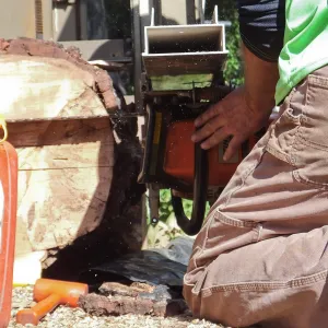 Trunk of former Cottage Oak (Coastal Live Oak) being milled into slabs by Ed Smith of Local Wood