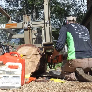 Trunk of former Cottage Oak (Coastal Live Oak) being milled into slabs by Ed Smith of Local Wood