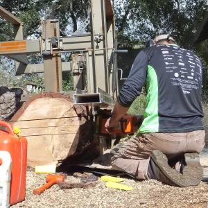 Trunk of former Cottage Oak (Coastal Live Oak) being milled into slabs by Ed Smith of Local Wood