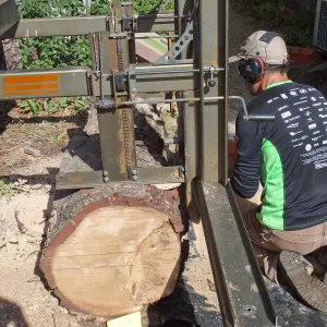Trunk of former Cottage Oak (Coastal Live Oak) being milled into slabs by Ed Smith of Local Wood