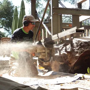 Trunk of former Cottage Oak (Coastal Live Oak) being milled into slabs by Ed Smith of Local Wood
