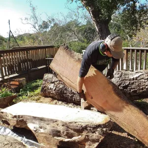 Trunk of former Cottage Oak (Coastal Live Oak) being milled into slabs by Ed Smith of Local Wood