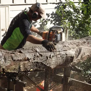 Trunk of former Cottage Oak (Coastal Live Oak) being milled into slabs by Ed Smith of Local Wood