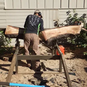 Trunk of former Cottage Oak (Coastal Live Oak) being milled into slabs by Ed Smith of Local Wood