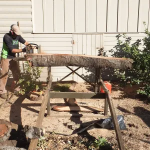 Trunk of former Cottage Oak (Coastal Live Oak) being milled into slabs by Ed Smith of Local Wood