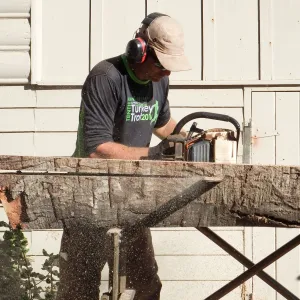 Trunk of former Cottage Oak (Coastal Live Oak) being milled into slabs by Ed Smith of Local Wood