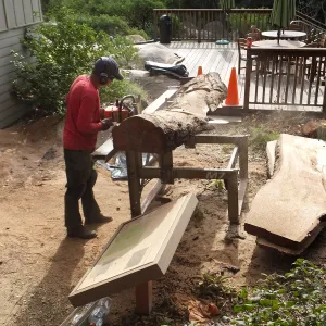 Trunk of former Cottage Oak (Coastal Live Oak) being milled into slabs by Ed Smith of Local Wood