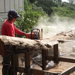 Trunk of former Cottage Oak (Coastal Live Oak) being milled into slabs by Ed Smith of Local Wood