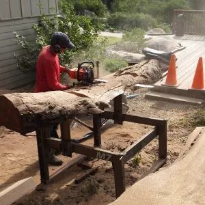 Trunk of former Cottage Oak (Coastal Live Oak) being milled into slabs by Ed Smith of Local Wood