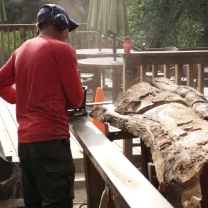 Trunk of former Cottage Oak (Coastal Live Oak) being milled into slabs by Ed Smith of Local Wood