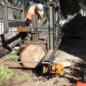 Trunk of former Cottage Oak (Coastal Live Oak) being milled into slabs by Ed Smith of Local Wood