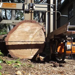 Trunk of former Cottage Oak being milled into slabs