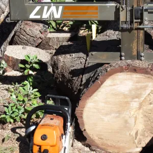 Trunk of former Cottage Oak being milled into slabs