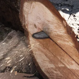 Trunk of former Cottage Oak being milled into slabs