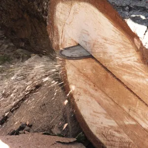 Trunk of former Cottage Oak being milled into slabs
