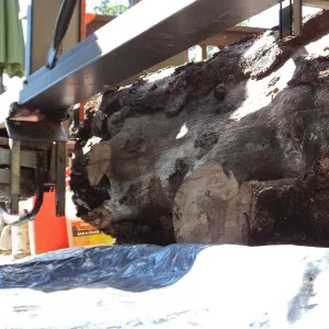 Trunk of former Cottage Oak being milled into slabs