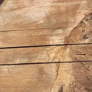 Trunk of former Cottage Oak being milled into slabs