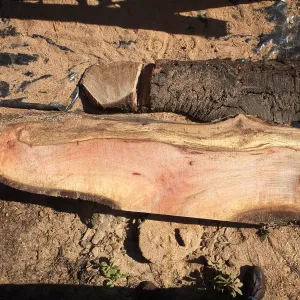 Trunk of former Cottage Oak being milled into slabs
