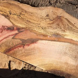 Trunk of former Cottage Oak being milled into slabs