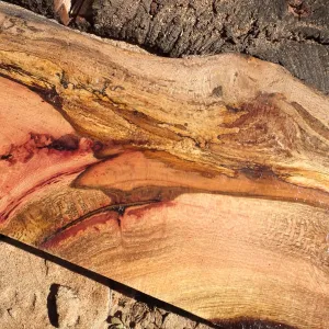 Trunk of former Cottage Oak (Coastal Live Oak) being milled into slabs