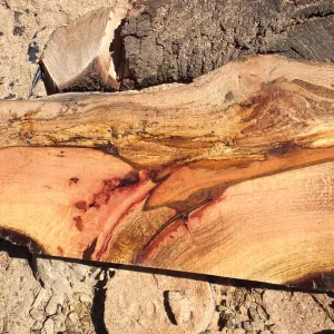 Trunk of former Cottage Oak being milled into slabs