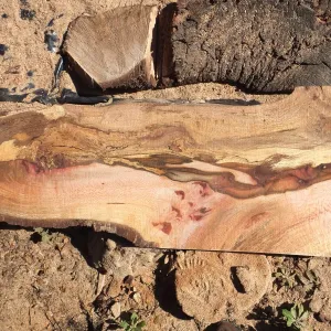 Trunk of former Cottage Oak being milled into slabs