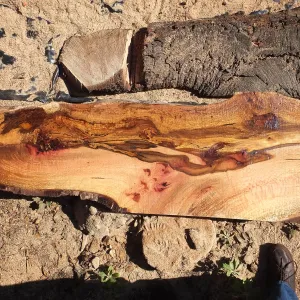 Trunk of former Cottage Oak being milled into slabs