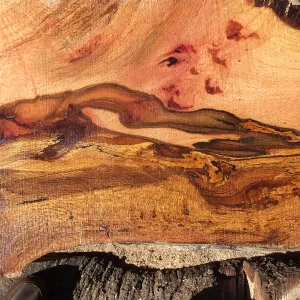 Trunk of former Cottage Oak being milled into slabs