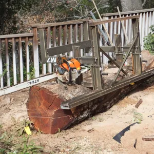 Trunk of former Cottage Oak being milled into slabs