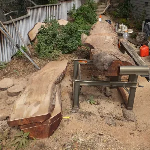 Trunk of former Cottage Oak being milled into slabs