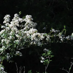 Ceanothus (California Lilac) below Cottage Deck
