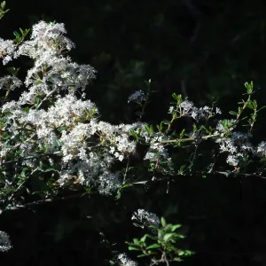 Ceanothus (California Lilac) below Cottage Deck