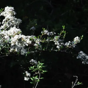 Ceanothus (California Lilac) below Cottage Deck