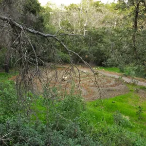 Centennial Maze